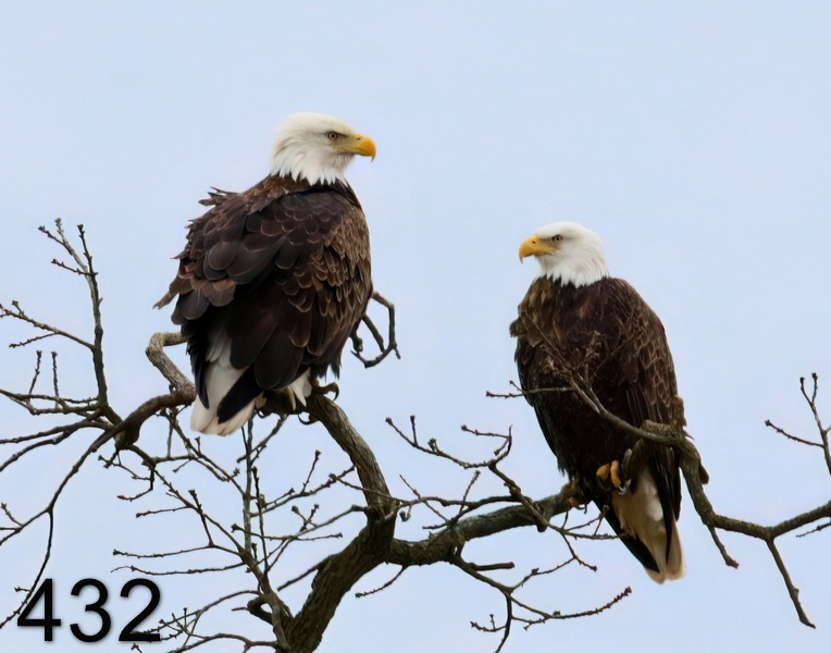 432eagles (hontubby) 2-15-19-963x14l.jpg