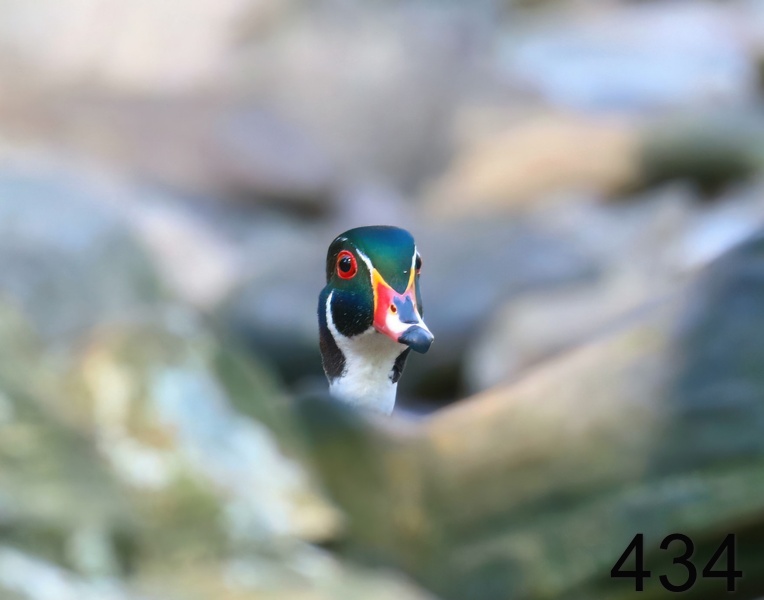 434wood duck 4-27-18-604x14l.jpg