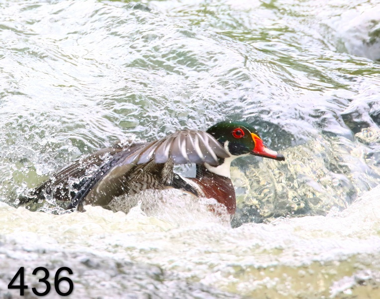 436wood duck 4-29-19-810x14l.jpg