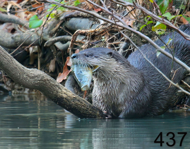 437river otter 11-19-08 4d220x14la.jpg