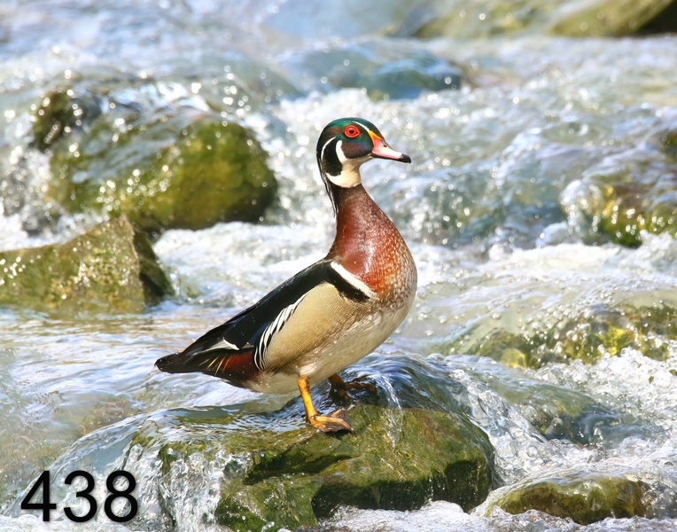 438wood duck 4-11-18-563x14l.jpg