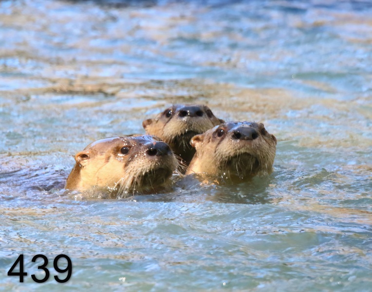 439river otters 3-19-19-946x14l.jpg