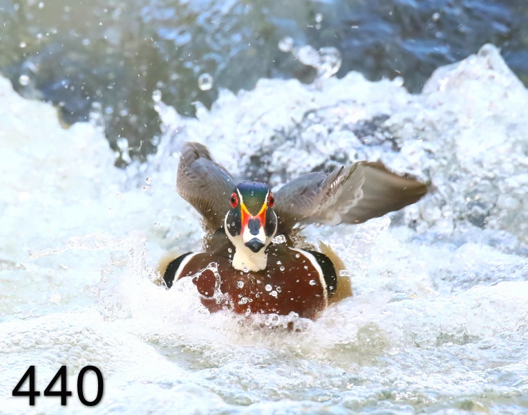 440wood duck 4-10-19-141x14l.jpg
