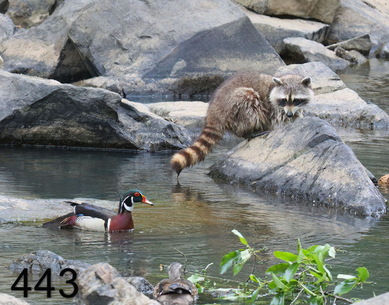 443raccoon-wood-duck 6-6-08 4d572x14l.jpg