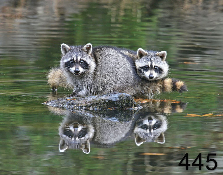 445raccoons 12-2-07 4c99f-14l.jpg