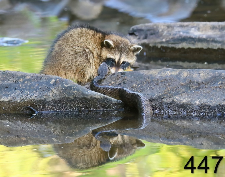 447raccoon-cottonmouth 7-26-18-134x14l.jpg