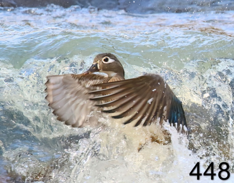 448wood duck 3-28-19-339x14l.jpg