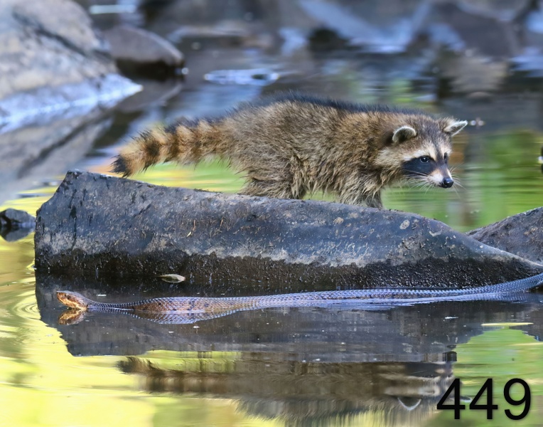 449raccoon-cottonmouth 7-26-18-080x14l.jpg