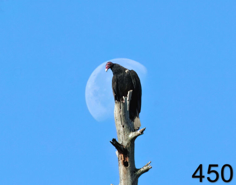 450turkey vulture (buzzard)  5-18-06 cl7x14l.jpg