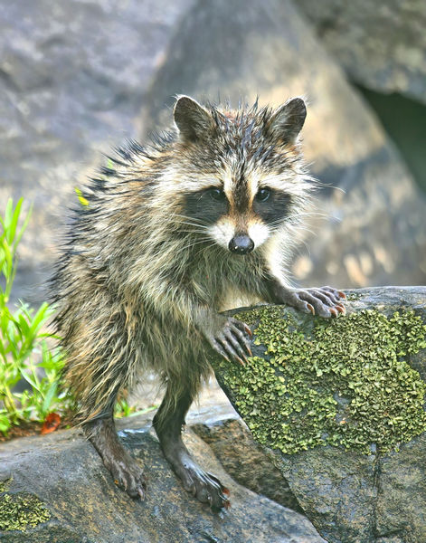 451raccoon-(young) 8-18-09 4d946-14lt.jpg