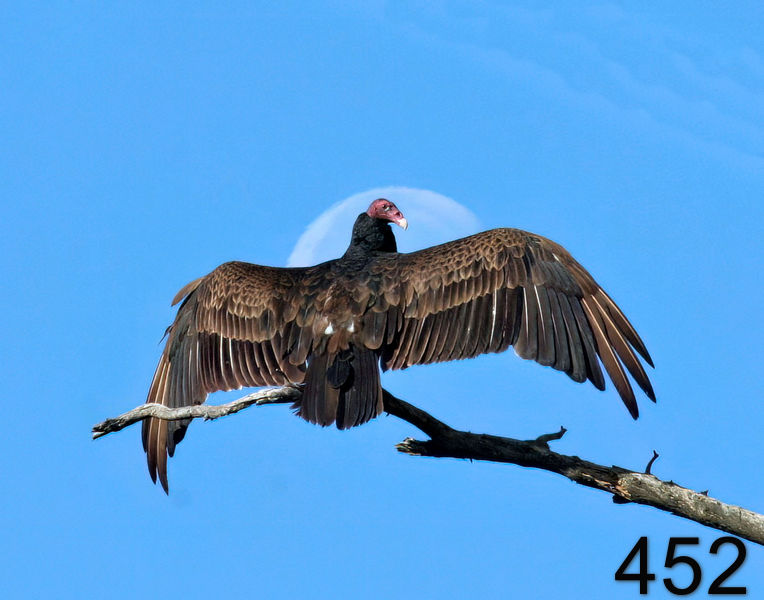 452turkey vulture (buzzard)  5-18-06 cl2x14l.jpg