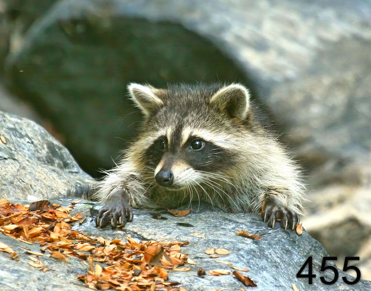 455raccoon-(young) 8-6-09 4d823-14l.jpg
