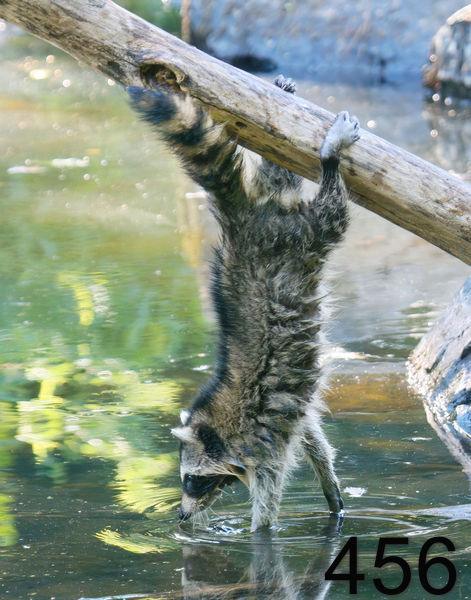 456raccoon-(young) 8-5-08 4d162x14l.jpg
