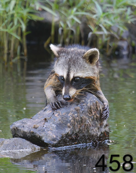 458raccoon-(young) 8-5-08 4d142x14l.jpg