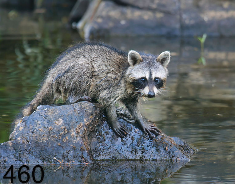 460raccoon-(young) 8-3-08 4d776x14l.jpg