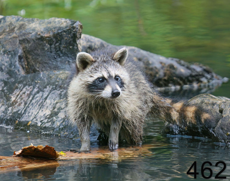 462raccoon-(young) 7-8-08 4d885x14l.jpg