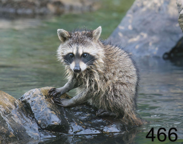 466raccoon-(young) 7-3-08 4d435x14l.jpg