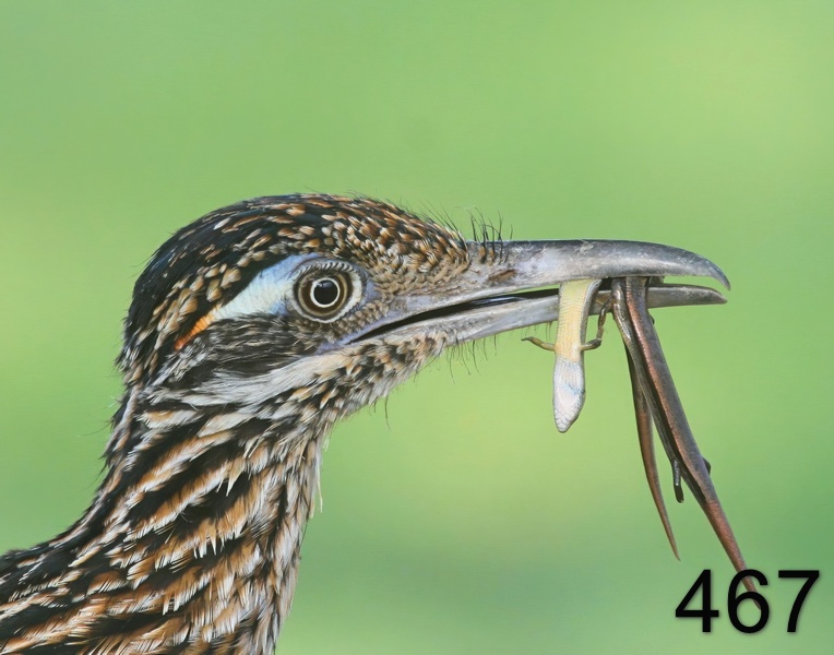 467roadrunner-(greater) 7-17-09 4d585psnx14l.jpg