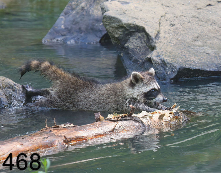 468raccoon-(young) 7-1-08 4d125x14l.jpg