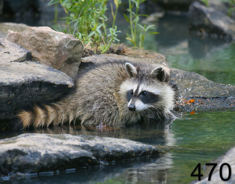 470raccoon-(young) 6-27-08 4d771x14l.jpg