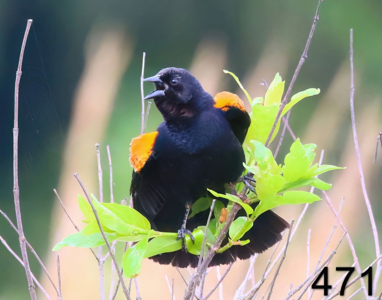 471red-winged blackbird 5-7-19-683x14l.jpg