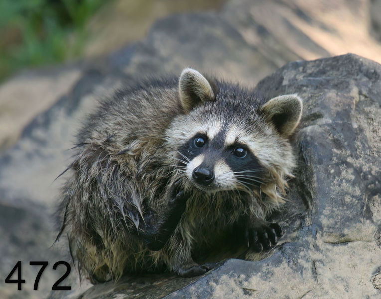 472raccoon-(young) 6-26-08 4d624x14l.jpg