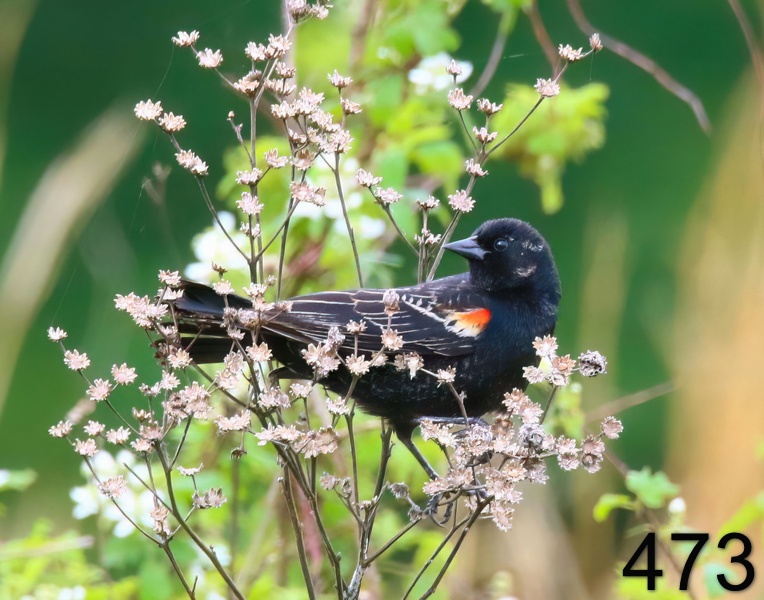 473red-winged blackbird 5-3-19-983x14l.jpg