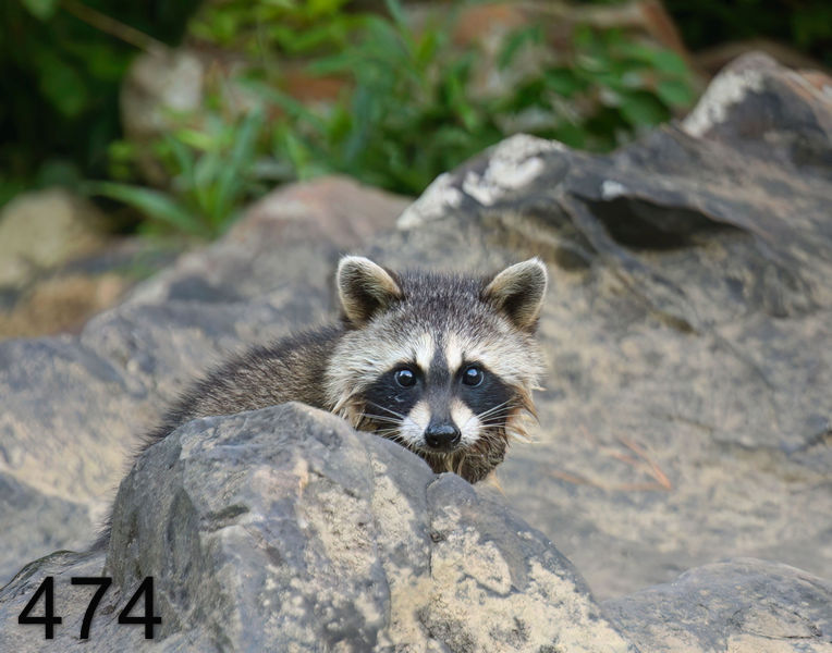 474raccoon-(young) 6-26-08 4d610x14l.jpg
