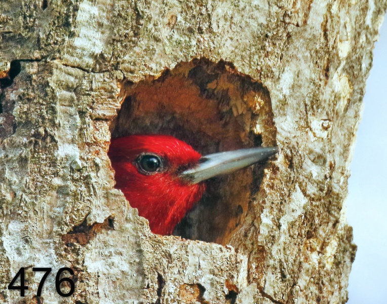 476red-headed woodpecker 2-20-18-461x14l.jpg