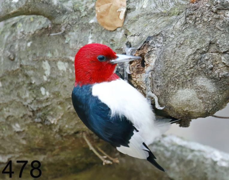 478red-headed woodpecker 2-14-18-258x14l.jpg
