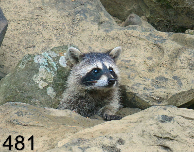 481raccoon-(young) 6-23-08 4d830x14l.jpg
