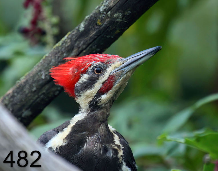 482pileated-woodpecker 8-20-08 4d856x14l.jpg