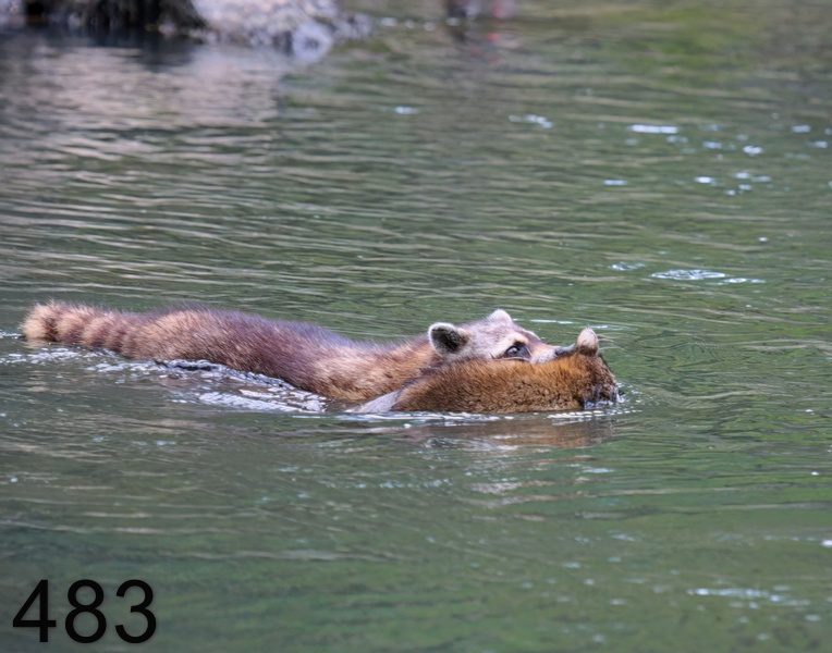 483raccoon-(young) 6-4-08 4d116x14l.jpg
