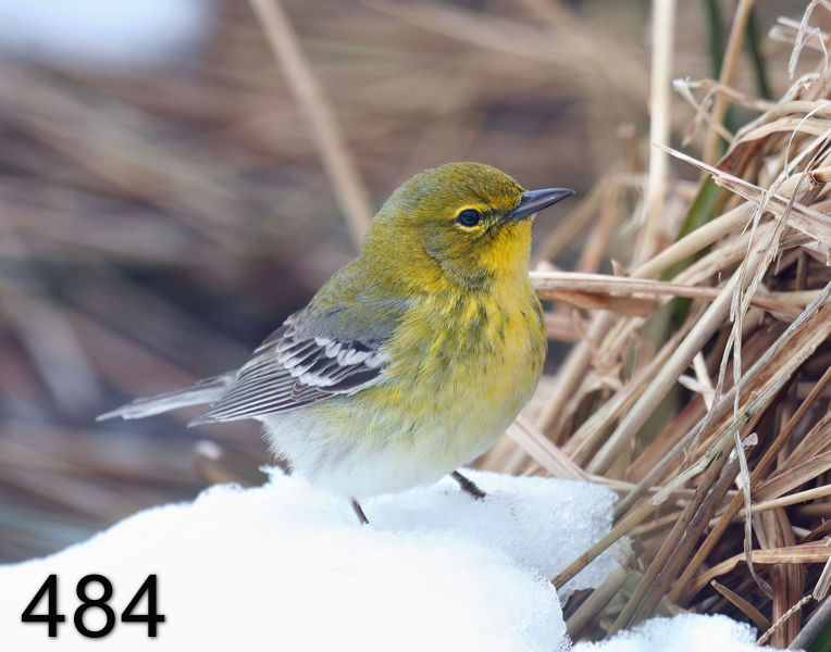 484pine-warbler 3-8-08 4c346x14l.jpg