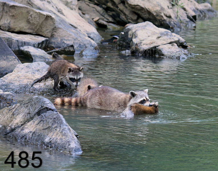 485raccoon-(young) 6-4-08 4d115x14l.jpg