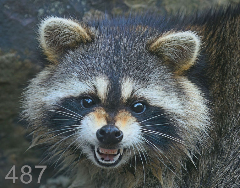 487raccoon 11-28-08 4d636x14l.jpg