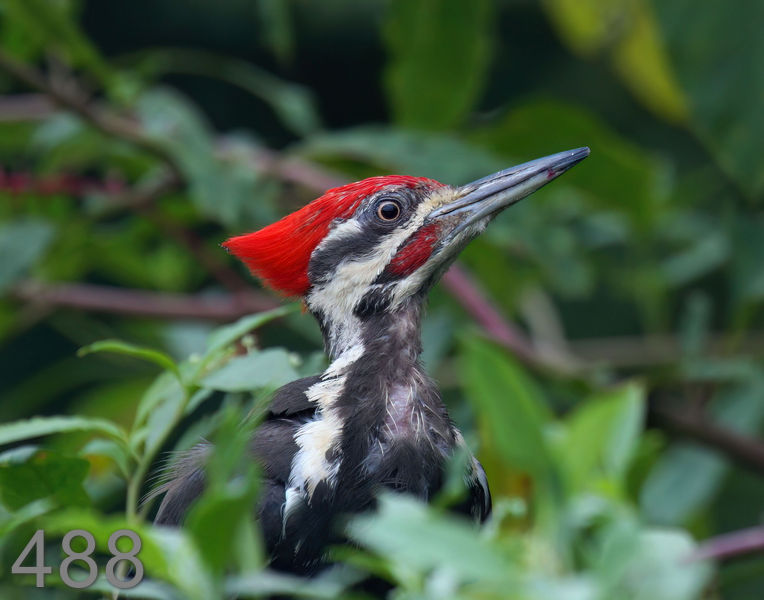 488pileated-woodpecker 8-16-08 4d422x14l.jpg