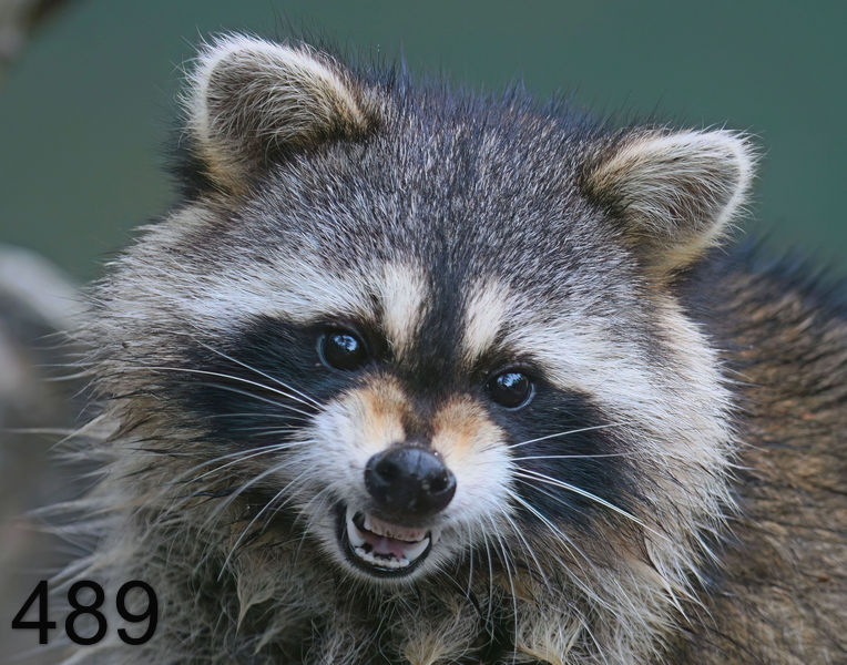 489raccoon 11-28-08 4d453x14l.jpg