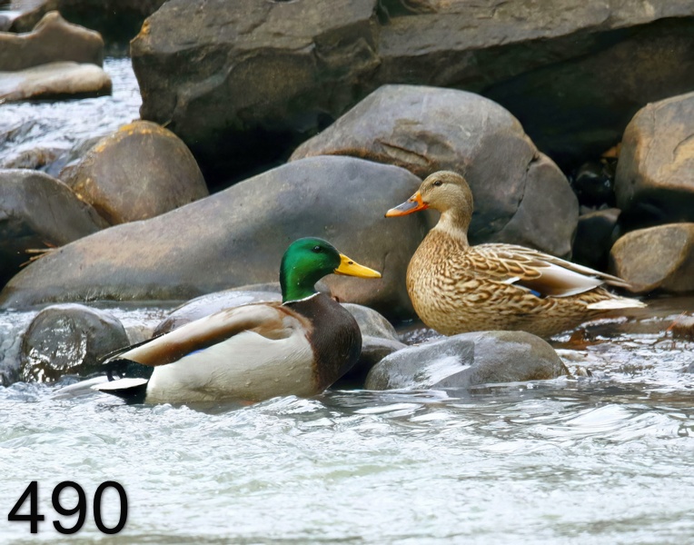490mallards 1-16-18-244x14l.jpg