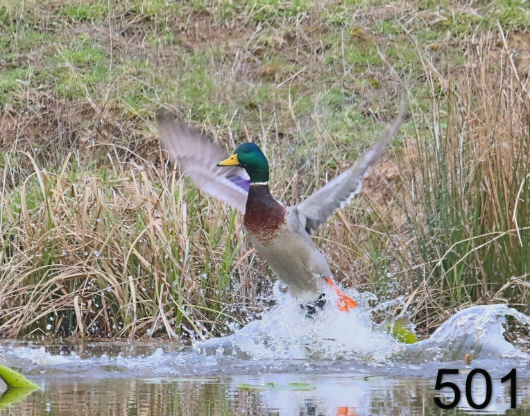 501mallard 3-10-19-865x14l.jpg