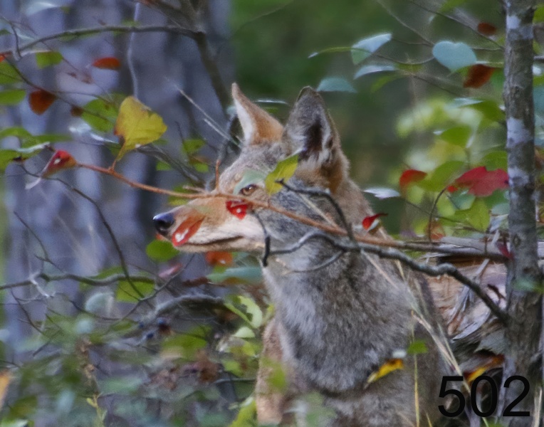 502coyote 10-5-17-710x14l.jpg