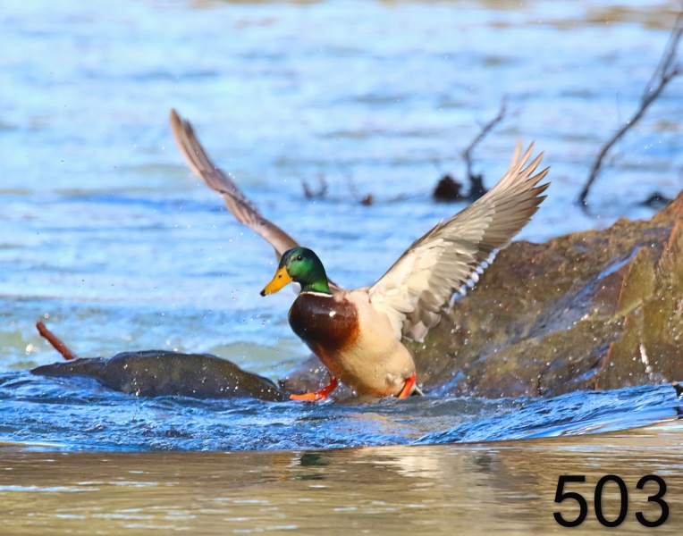 503mallard 1-30-19-516x14l.jpg