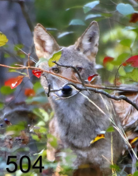 504coyote 10-5-17-715x14l.jpg