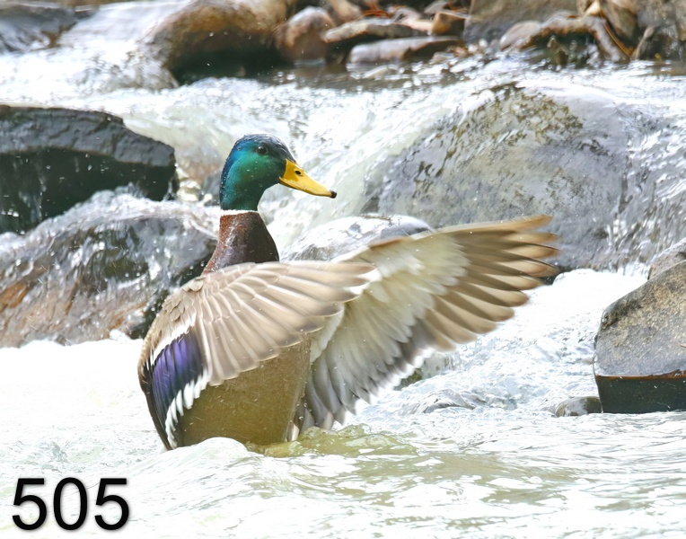 505mallard 1-26-18-651x14l.jpg