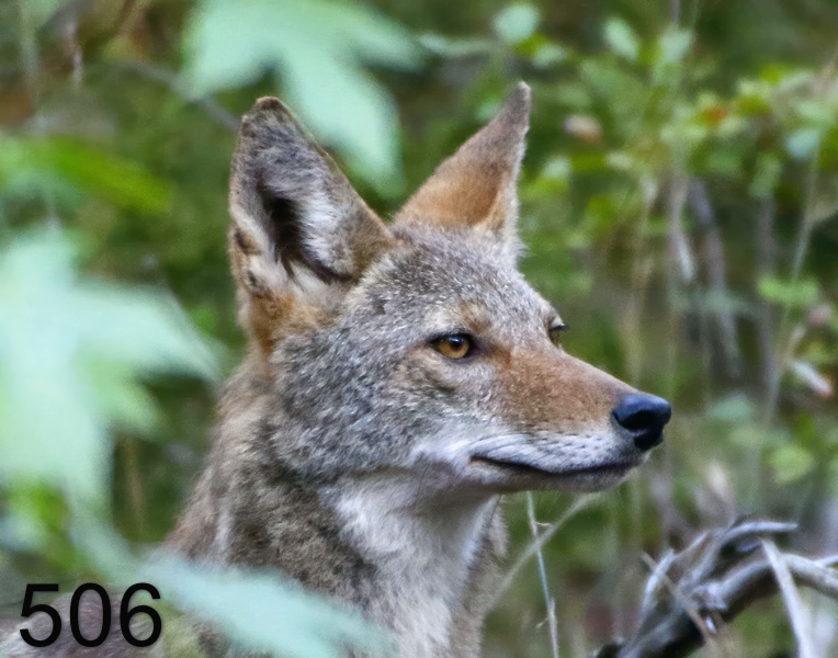 506coyote 10-5-17-721x14l.jpg