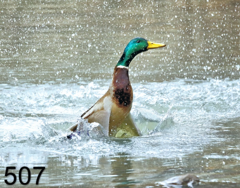 507mallard 1-14-18-233x14l.jpg