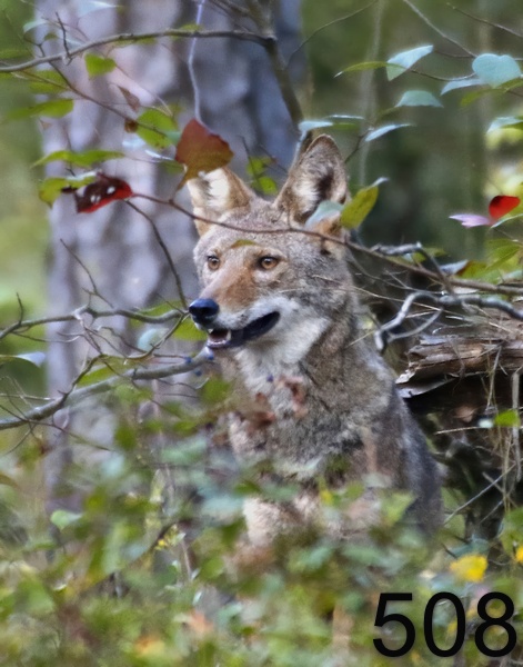 508coyote 10-14-17-335x14lt-.jpg