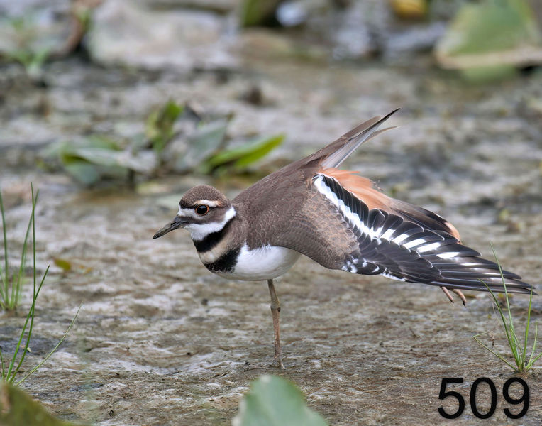 509killdeer 7-27-06 cl2x14l.jpg