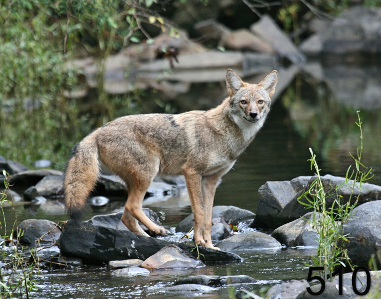 510coyote 10-15-07 4c3x14l.jpg