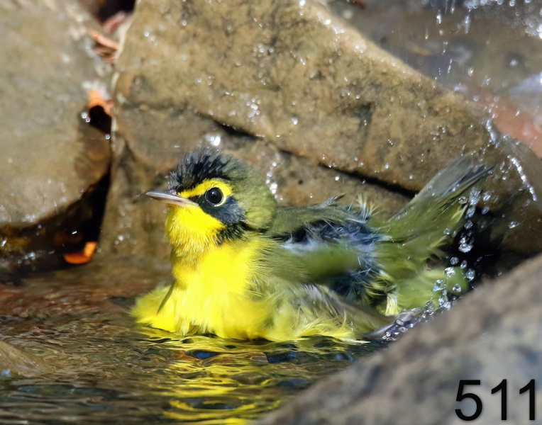 511kentucky warbler 8-6-18-785x14l.jpg